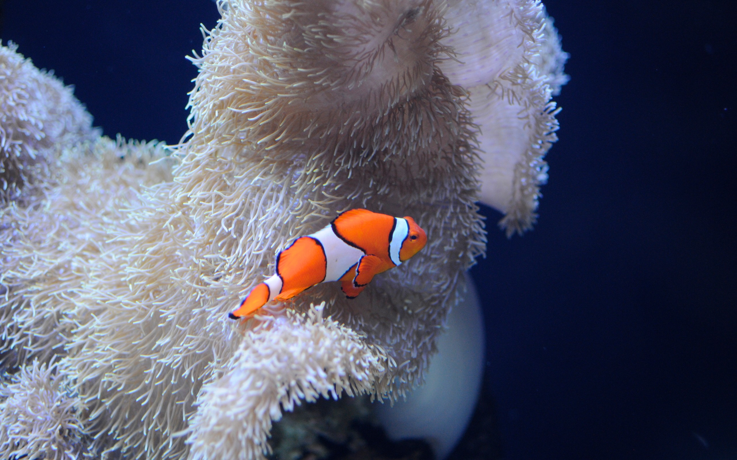 Seattle Aquarium Clownfish Wallpaper